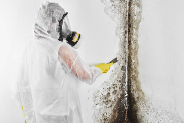 Best Mold Damage Repair  in Spring Grove, MN