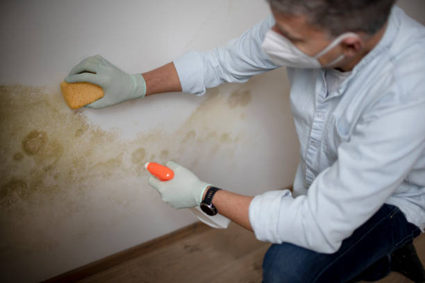 Best Attic Mold Removal  in Spring Grove, MN