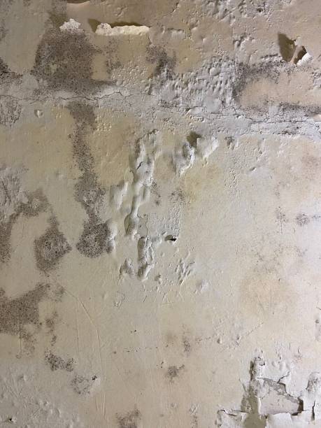 Crawl Space Mold Removal in Spring Grove, MN