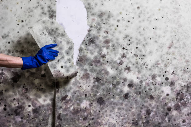 Best Emergency Mold Removal  in Spring Grove, MN