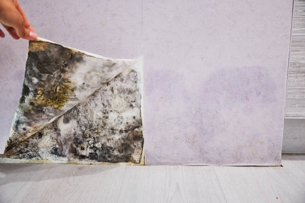 Best Certified Mold Removal  in Spring Grove, MN
